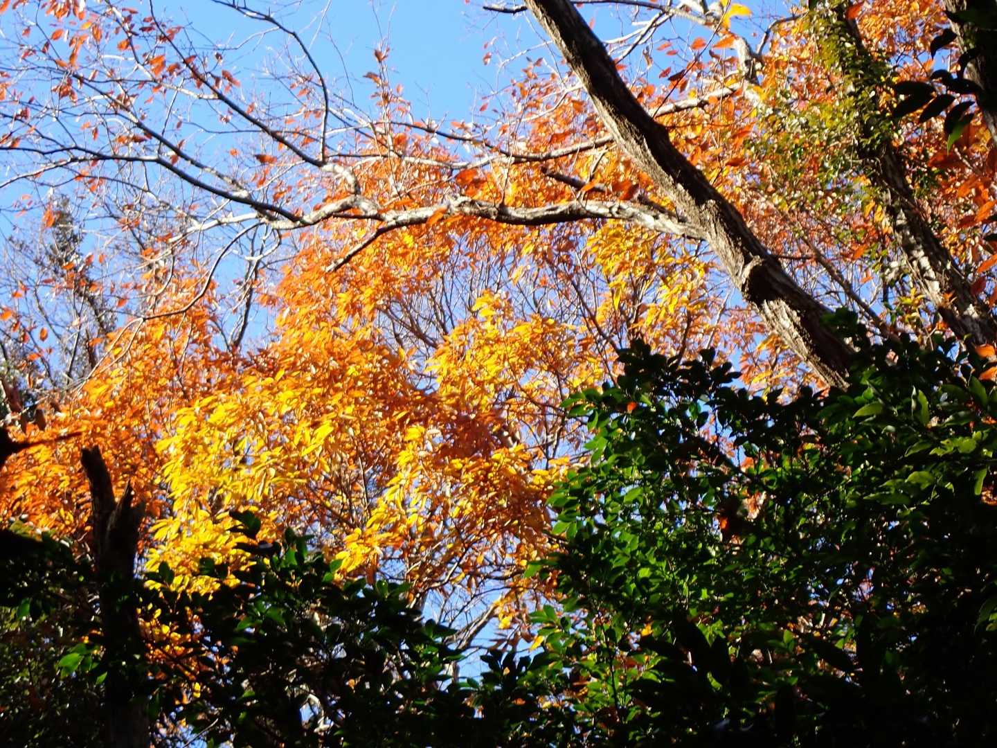 紅葉🍁