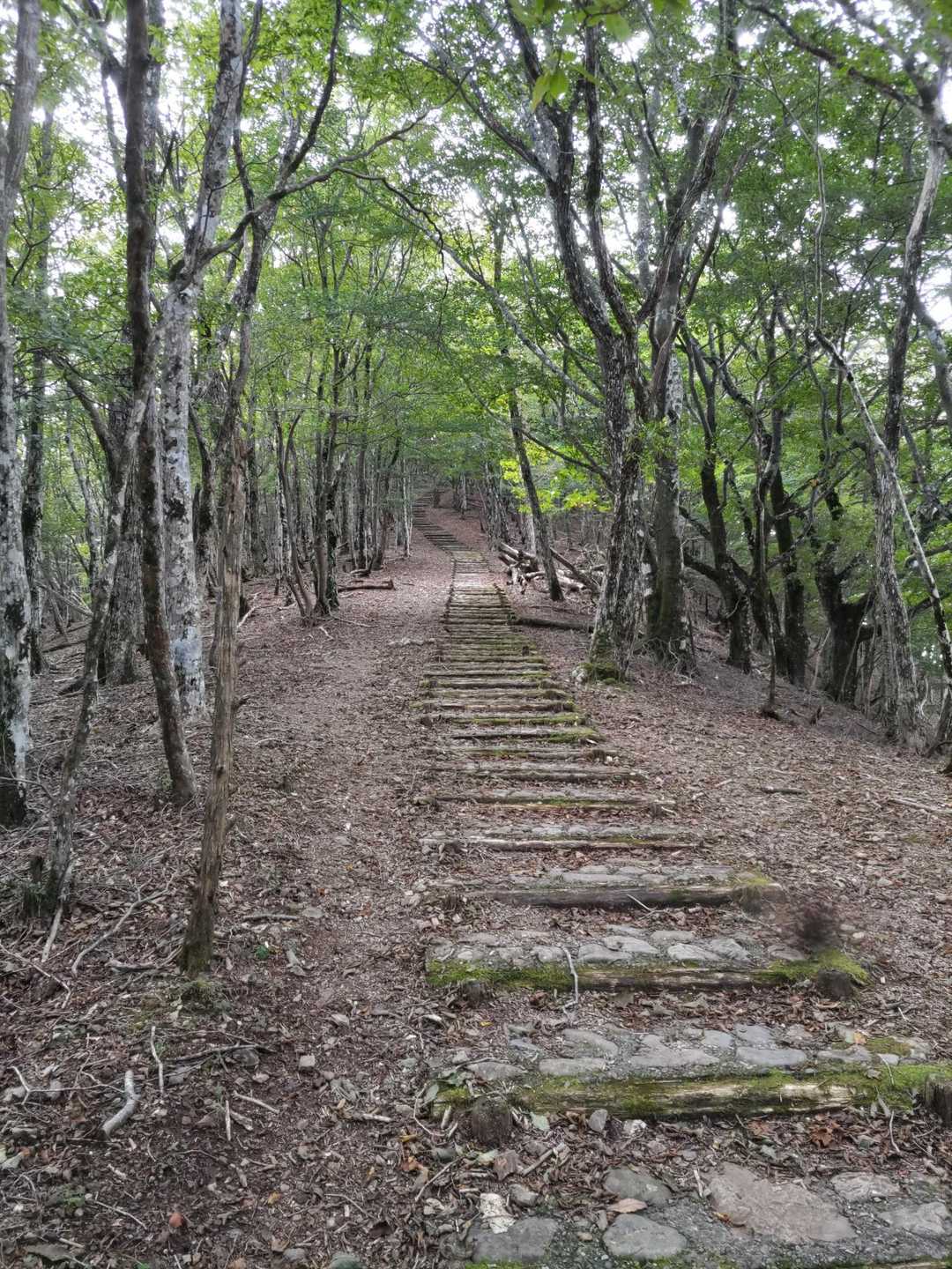 もう直ぐ護摩壇山🚶