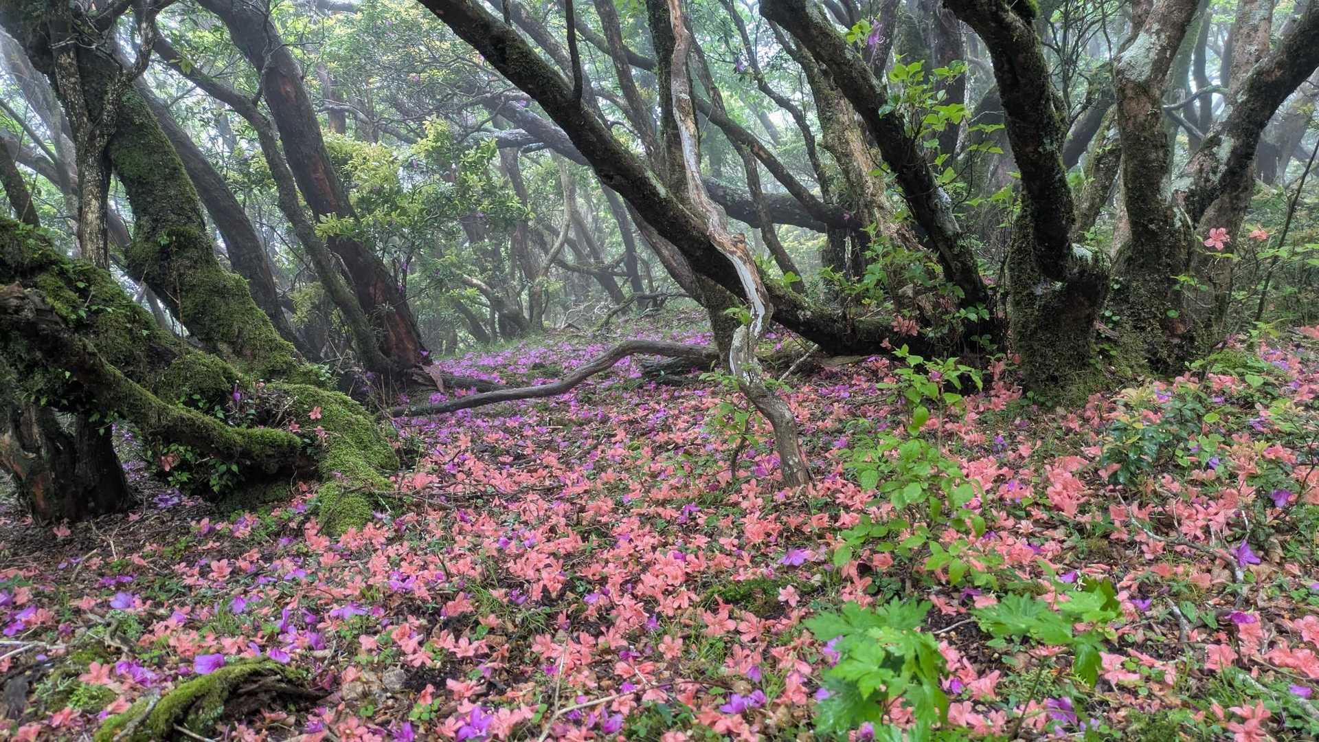 天城山 シャクナゲコースの写真