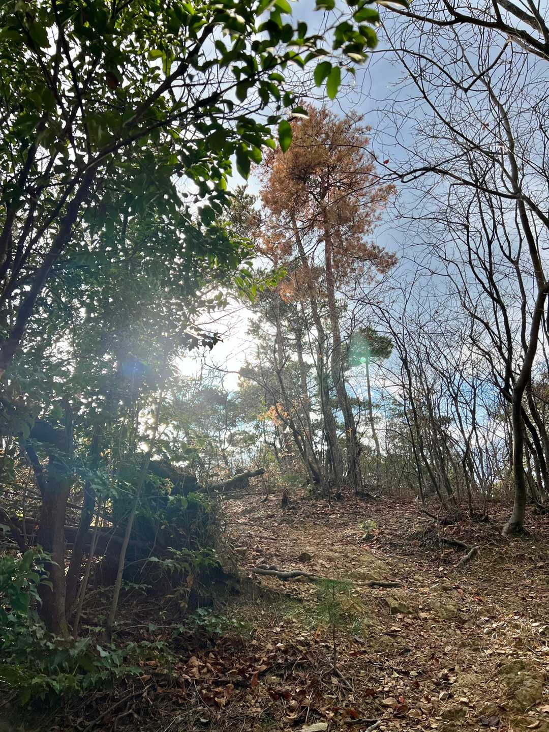 キラキラとサラサラが
向こうの方からやってきて
林の奥や、空の上から降りてきて
わたしを通り抜ける
わたしはただ存在してる
