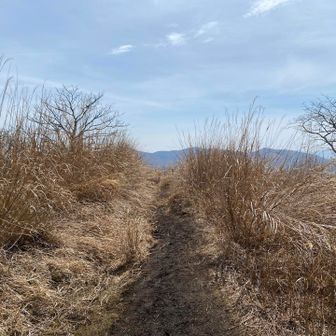 ススキがたくさん🌾