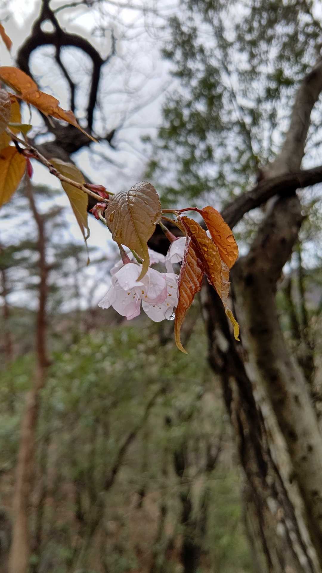 ヤマザクラ