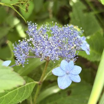 たくさん紫陽花咲いてたけど青は希少🩵