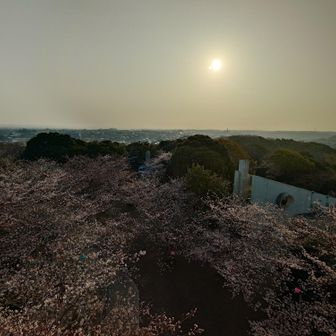 展望台よりの眺め。
桜と朝日。