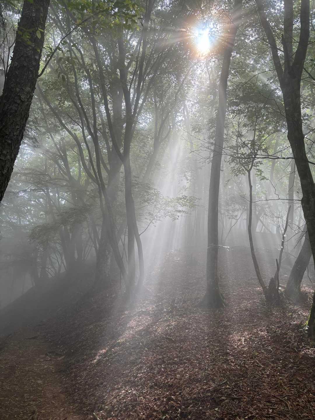 途中、霧が出てきて
それはもう神秘的な雰囲気