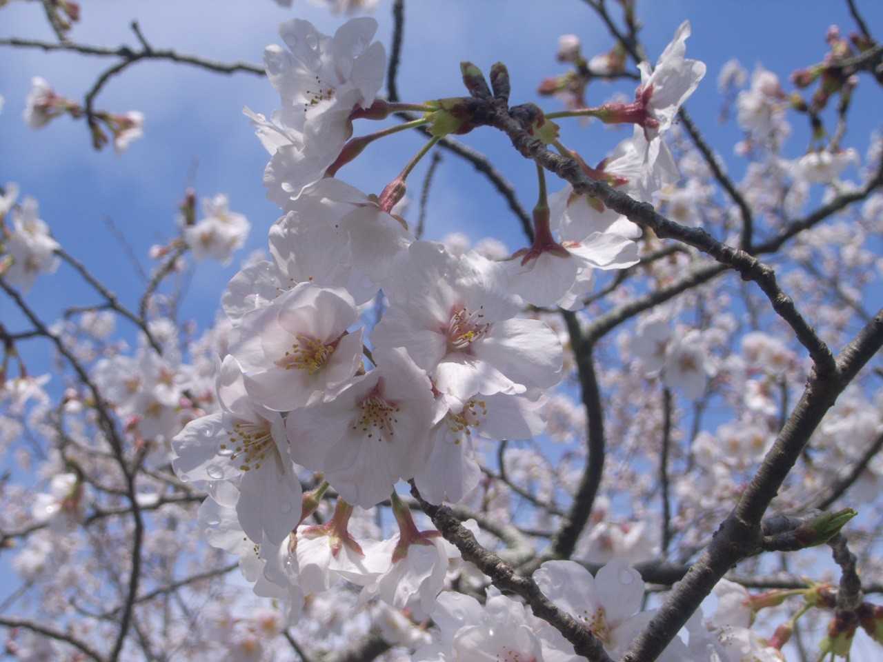 ソメイヨシノの花も咲き始めた