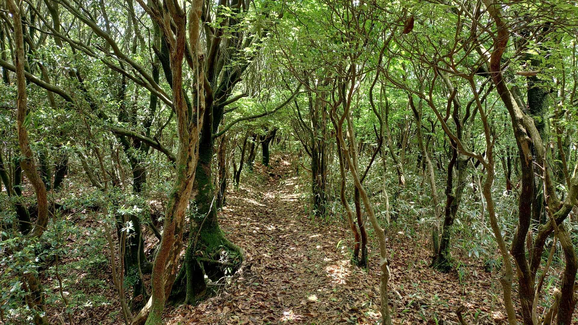 癒しの山道
