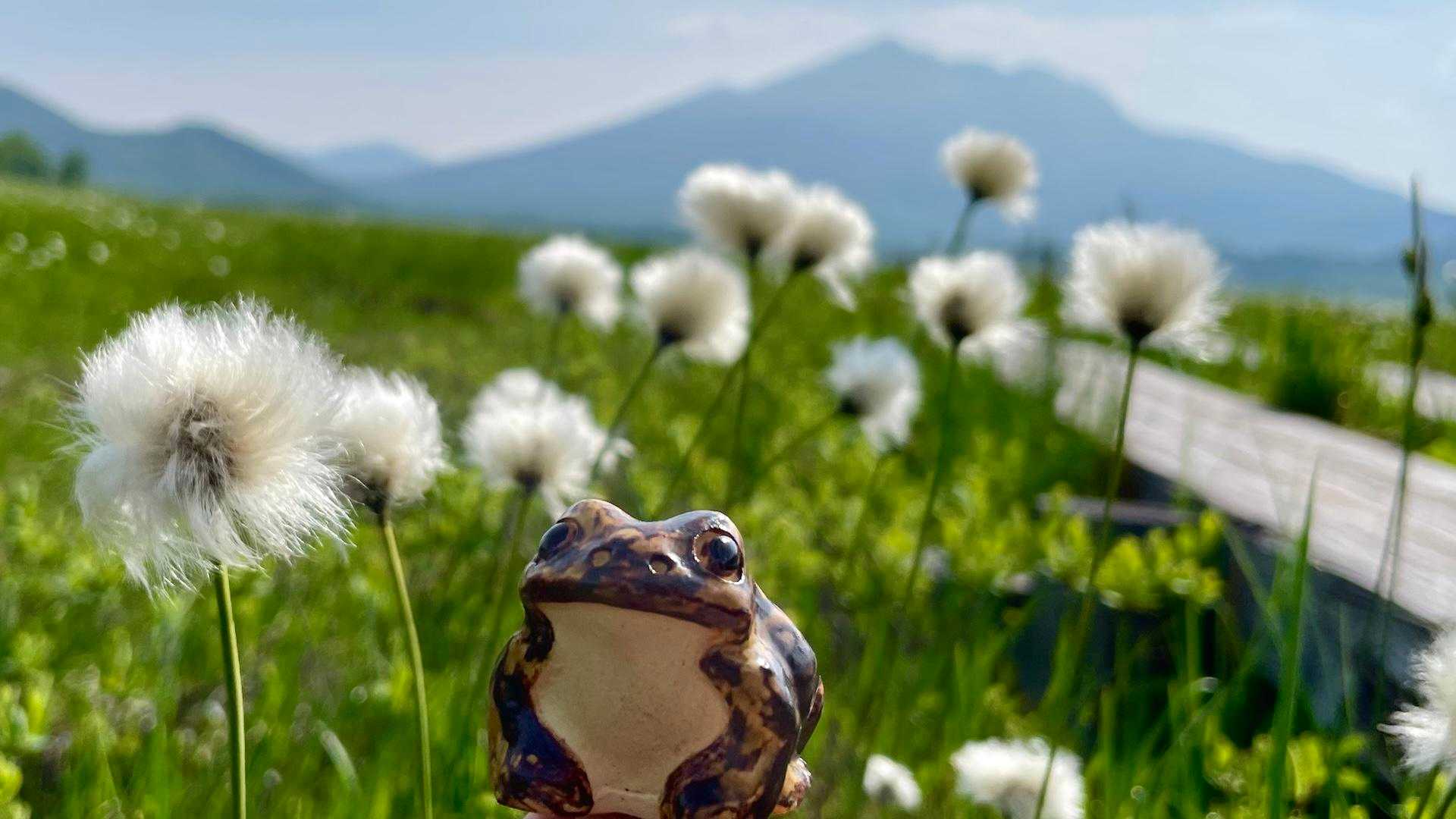 ワタスゲと筑波のガマさま😊