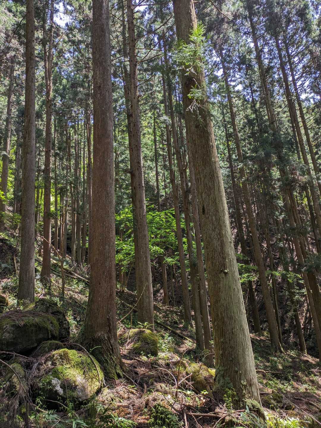 稲荷社 天神社 山神社-御岳山 往復コースの写真