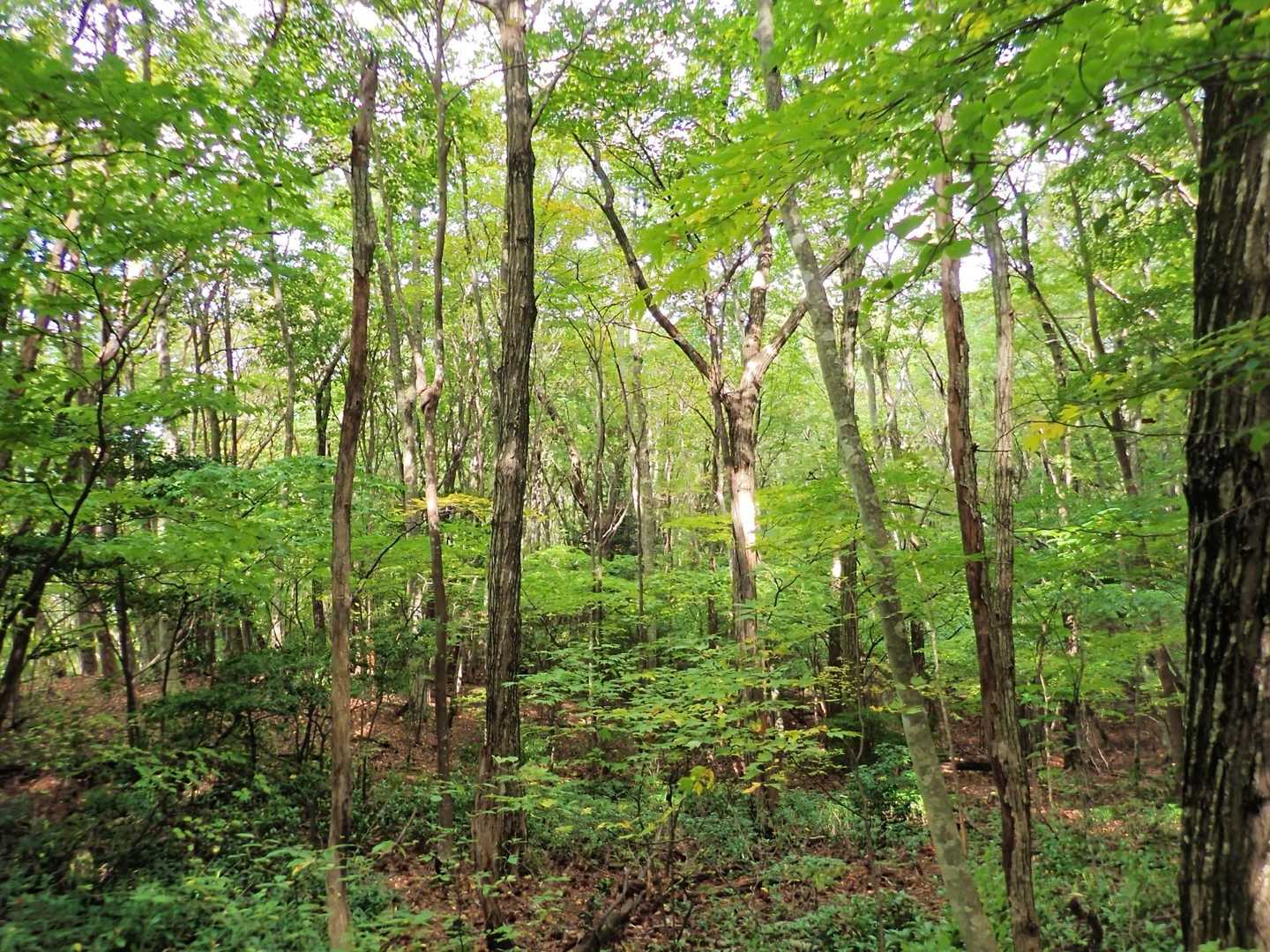 保井野登山口-堂ヶ森 往復コースの写真