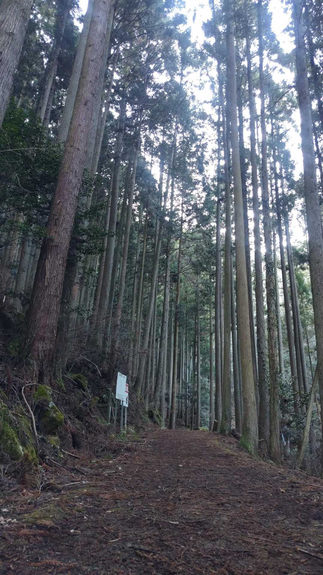 風も無く穏やか。
