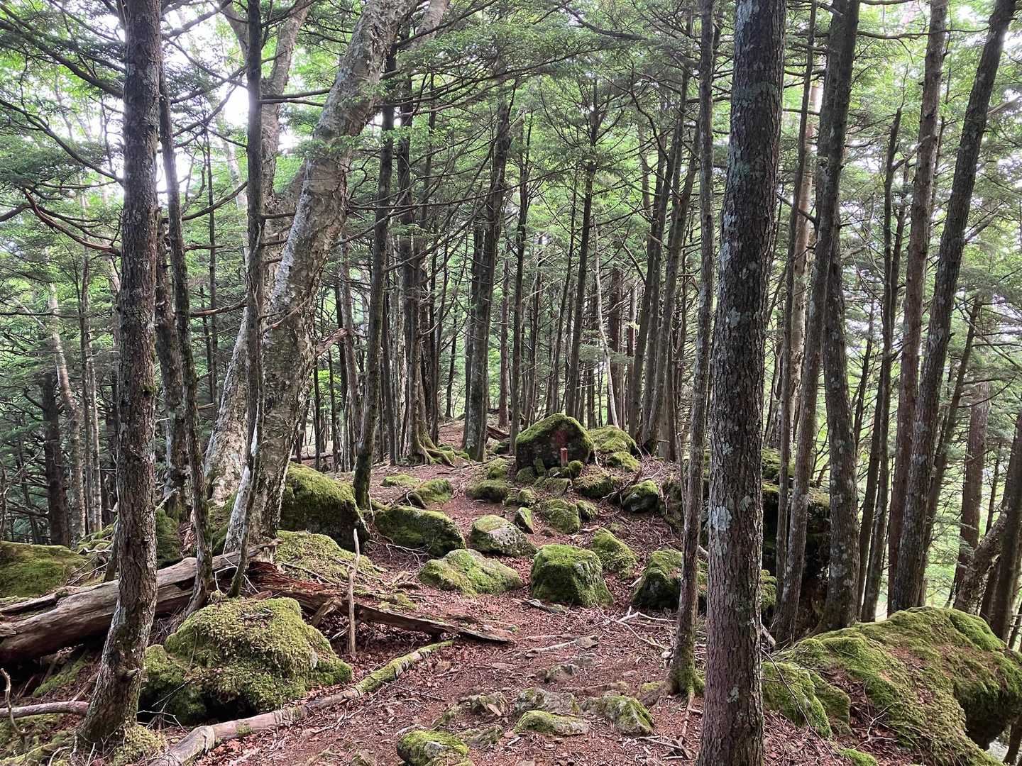 甘利山登山口-甘利山-大西峰-千頭星山-小西峰-御所山 周回コースの写真
