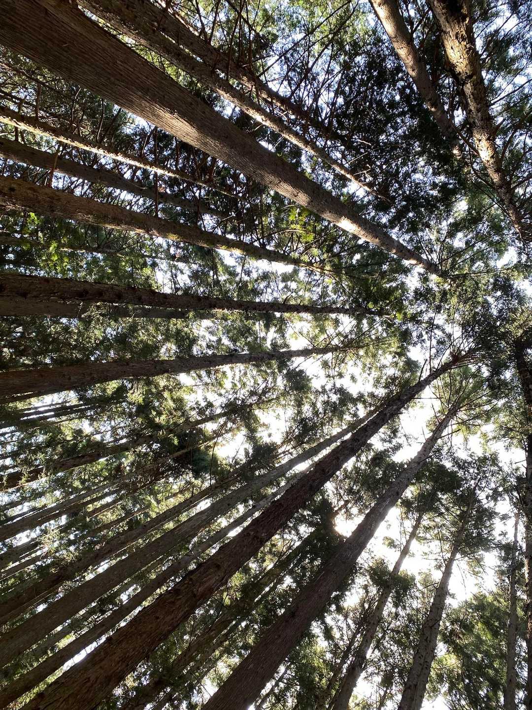 芭蕉月待ちの湯バス停-二十六夜山 往復コースの写真