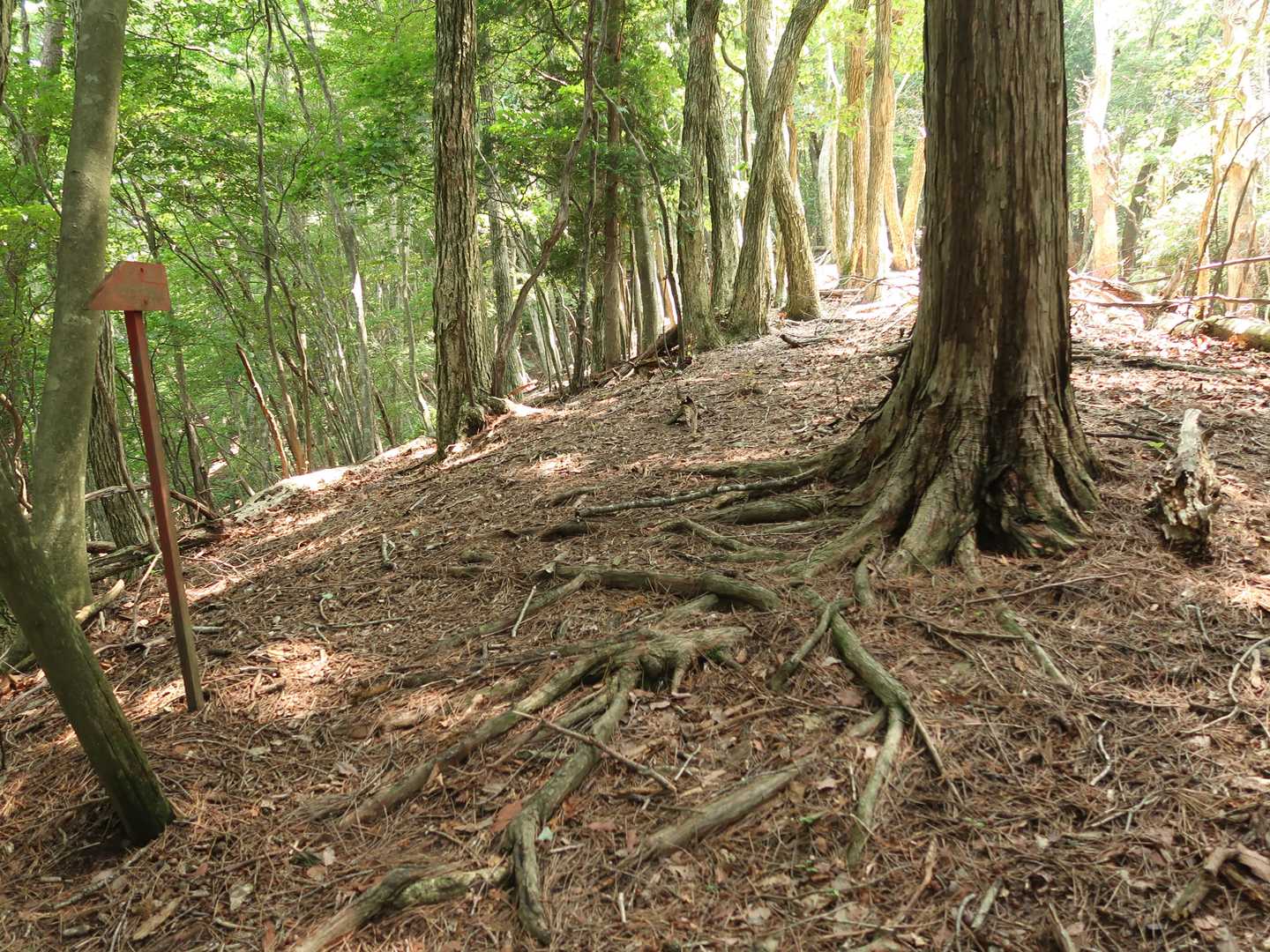 迷って急斜面をよじ登り、何とか登山道に合流！
もうヨロヨロ