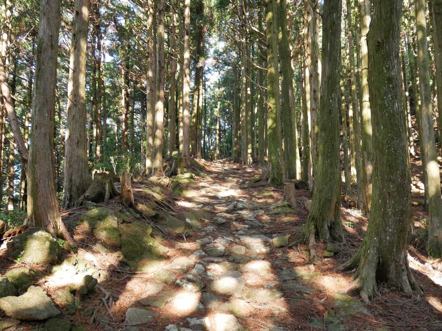 石畳の道が続きます。風が冷たくてけっこう寒いです😨　少しのこもれびでもありがたい。
熊や鹿、猿などの動物の気配は全くしません。時々、ウグイスの鳴く声を聞きながら歩いていきます🐦