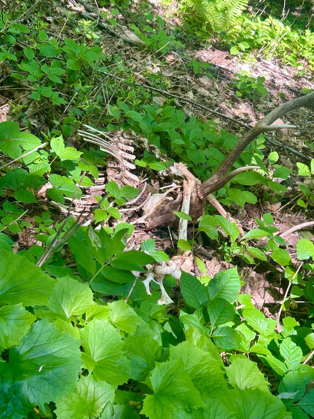 東尾根コース
🦌🦴　周りの草が伸びてきて分からないかも🌱