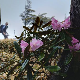 瑞々しいシャクナゲ