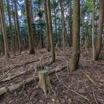 山頂ですがヤマップの山頂マークは少しずれたところにあります。