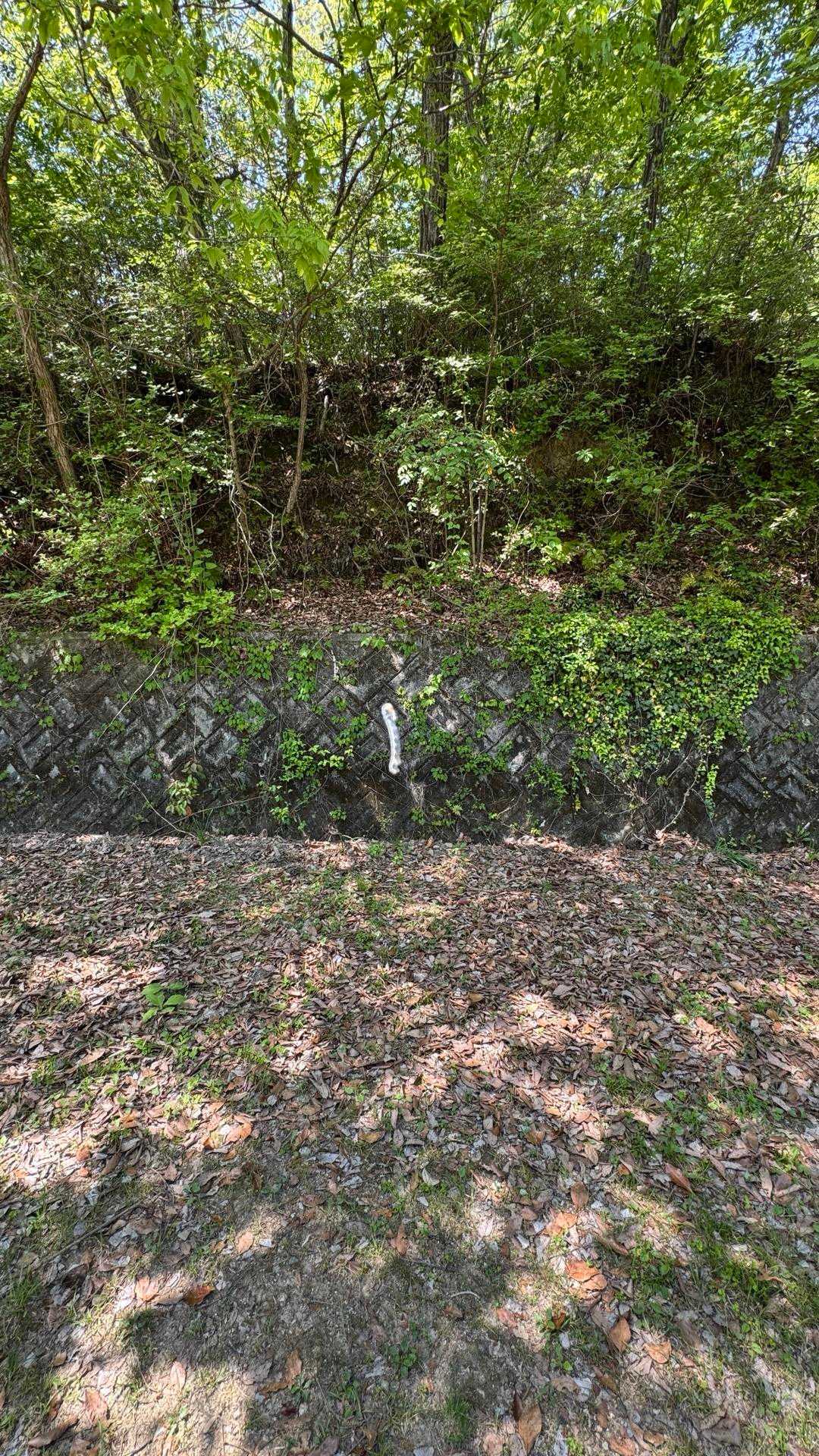 でも多かったのはシャクトリムシ🤭
