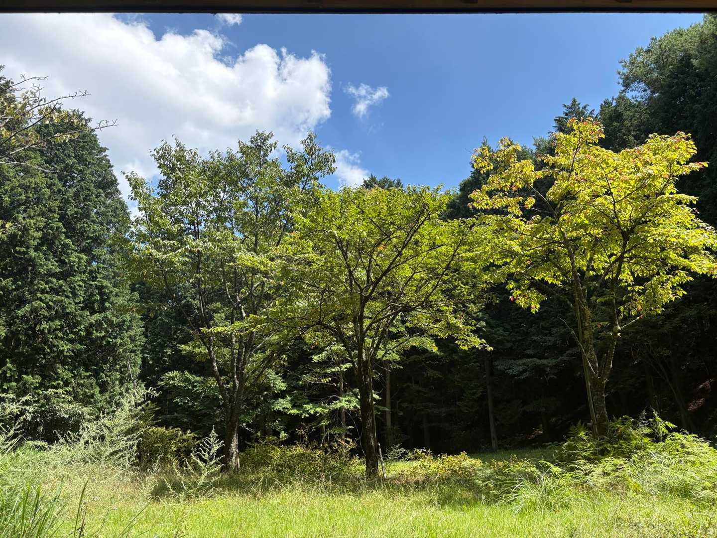 相栗峠-鷹林山-竜王山 往復コースの写真