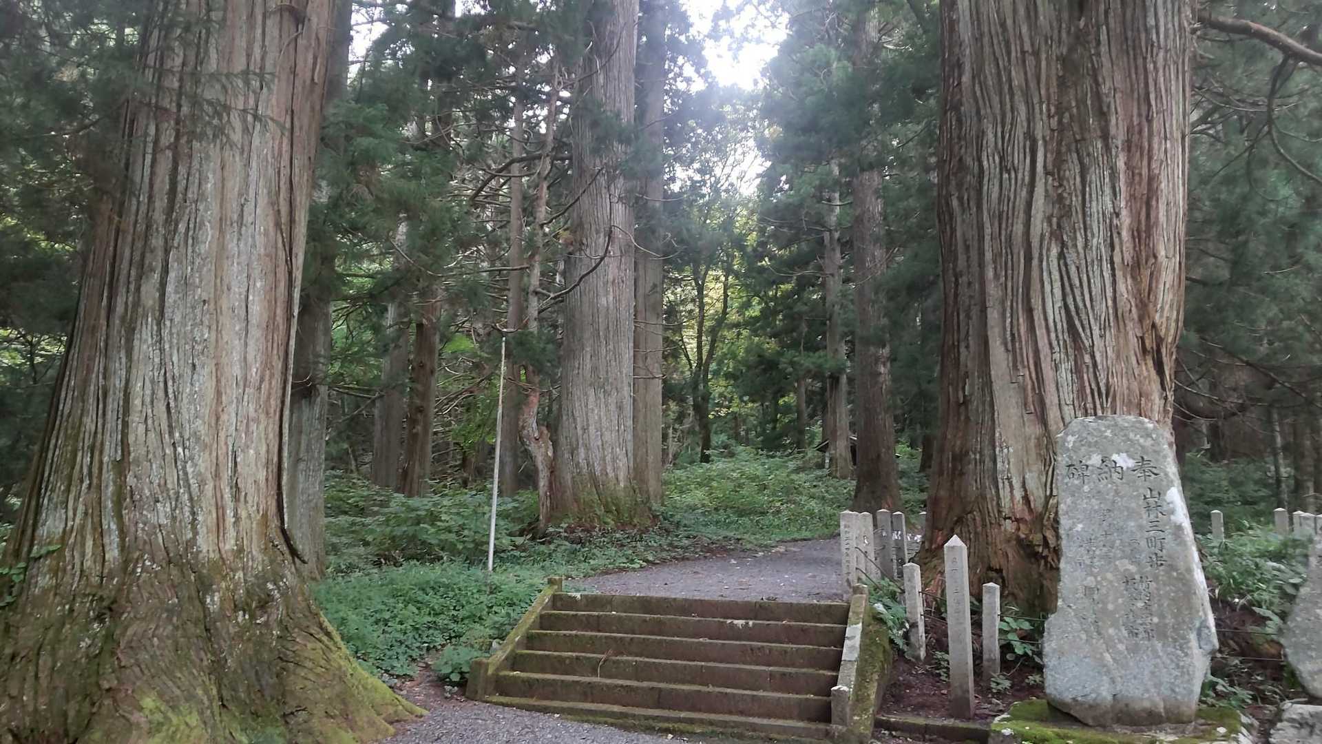 迫力ある巨杉が立ち並ぶ