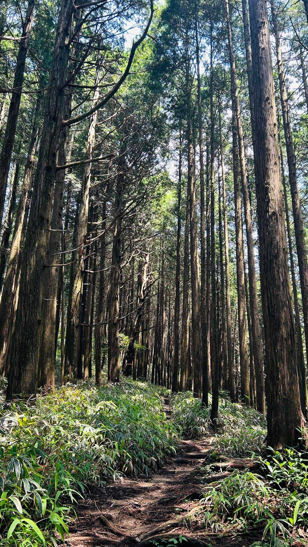 百ヶ辻登山口-久留野峠-中葛城山-高谷山-千早峠-谷尻峠- 縦走コースの写真