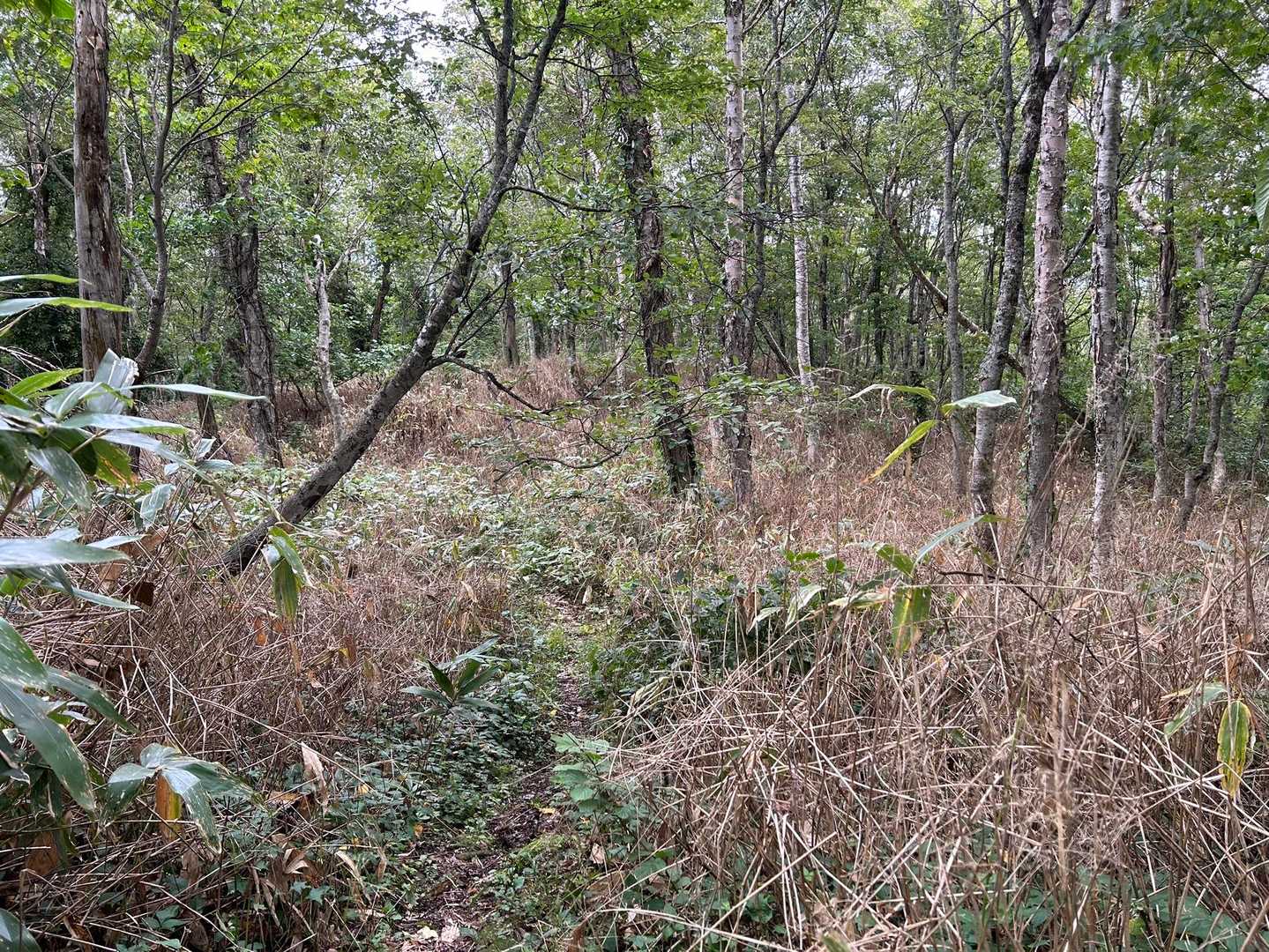 笹薮も枯れてきています。
山は着実に秋の準備中