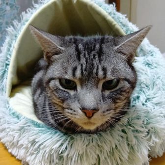 ほー