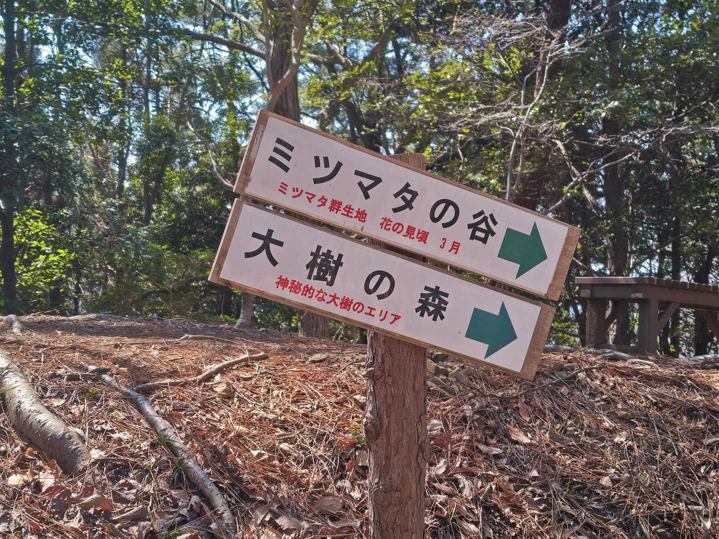 ミツマタの谷にまた立ち寄りますよ

この７合目からの分岐からミツマタの谷までの登山道がめちゃくちゃ歩きやすく、あっという間でした。