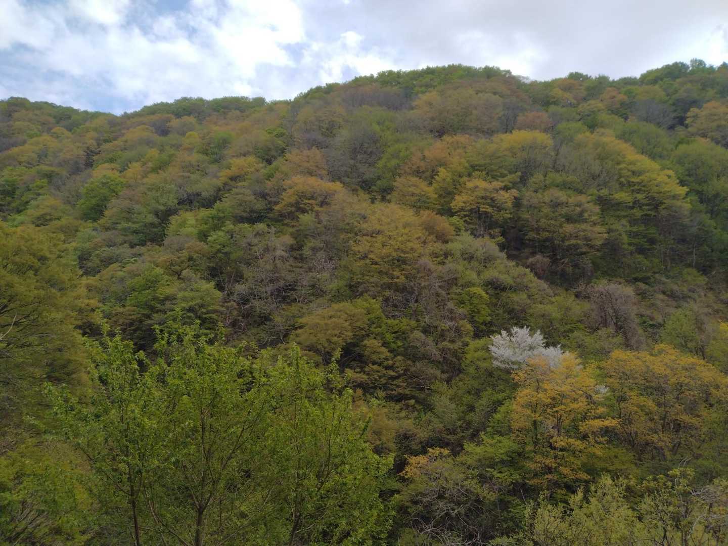 この時期、緑の山にポンとある白いのを見るのがスキです　
ソコは桜が咲いているのです🤍