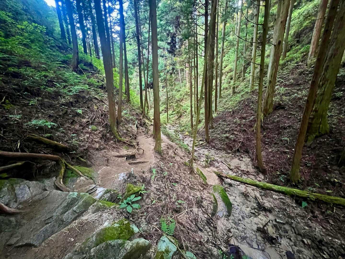 関西人気No.1の金剛山。豊かな緑と清流に包まれる癒やしの日帰り山旅の写真