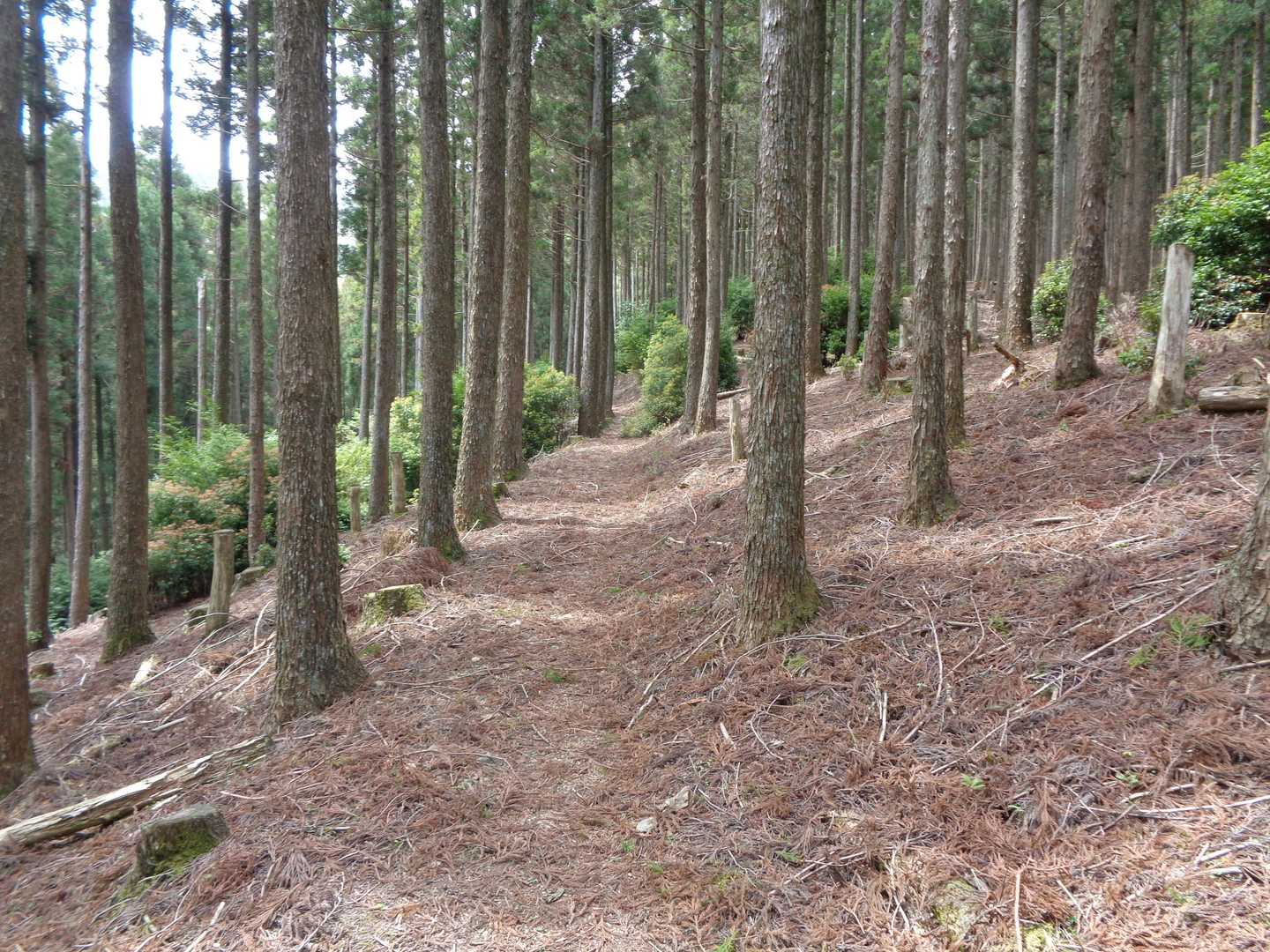 登山道は歩きやすかったです。