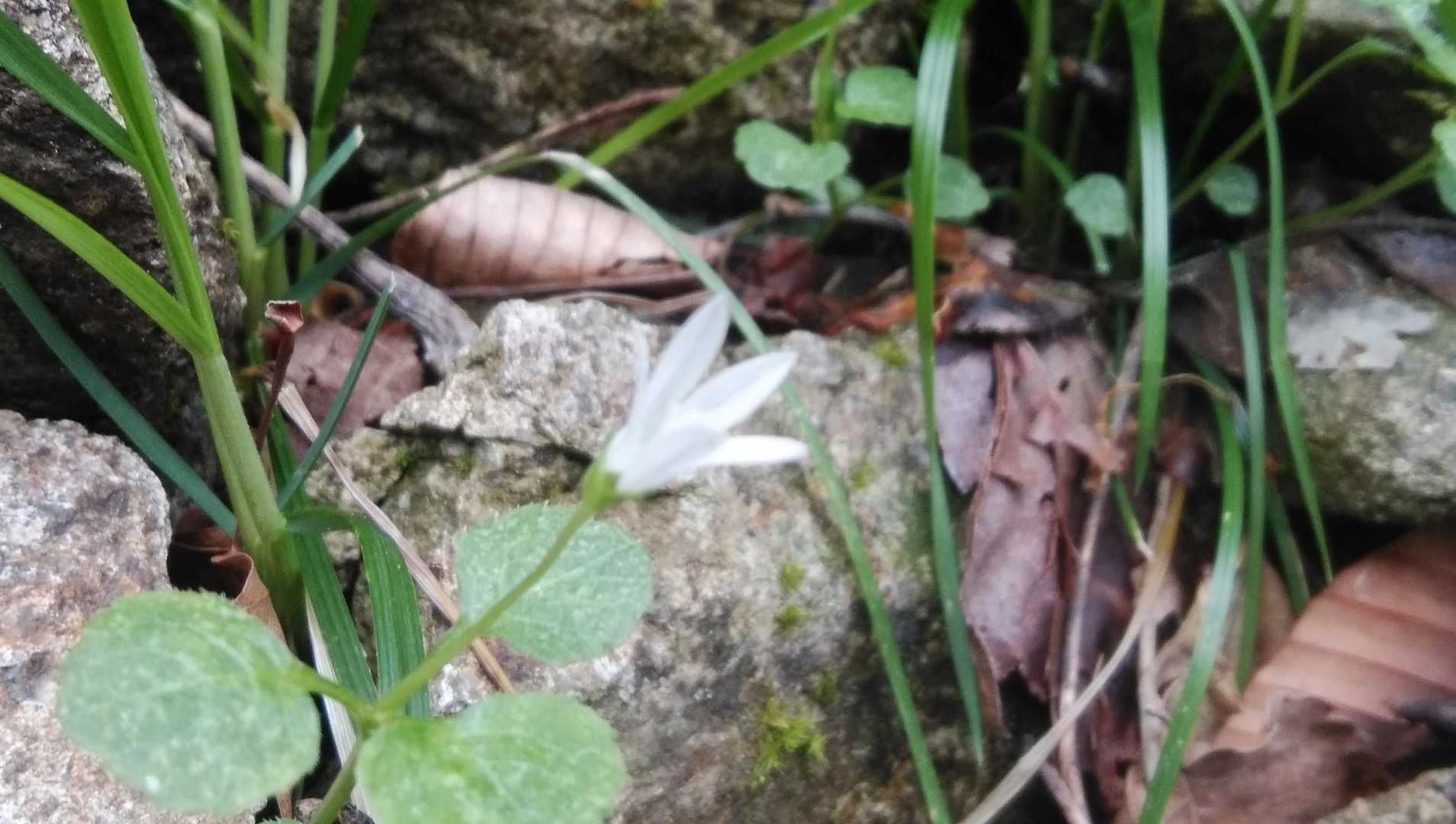 イワギキョウ
ちっちゃ～い✨