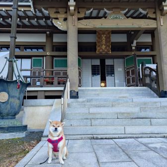笠原寺本堂前に鎮座する柴犬
