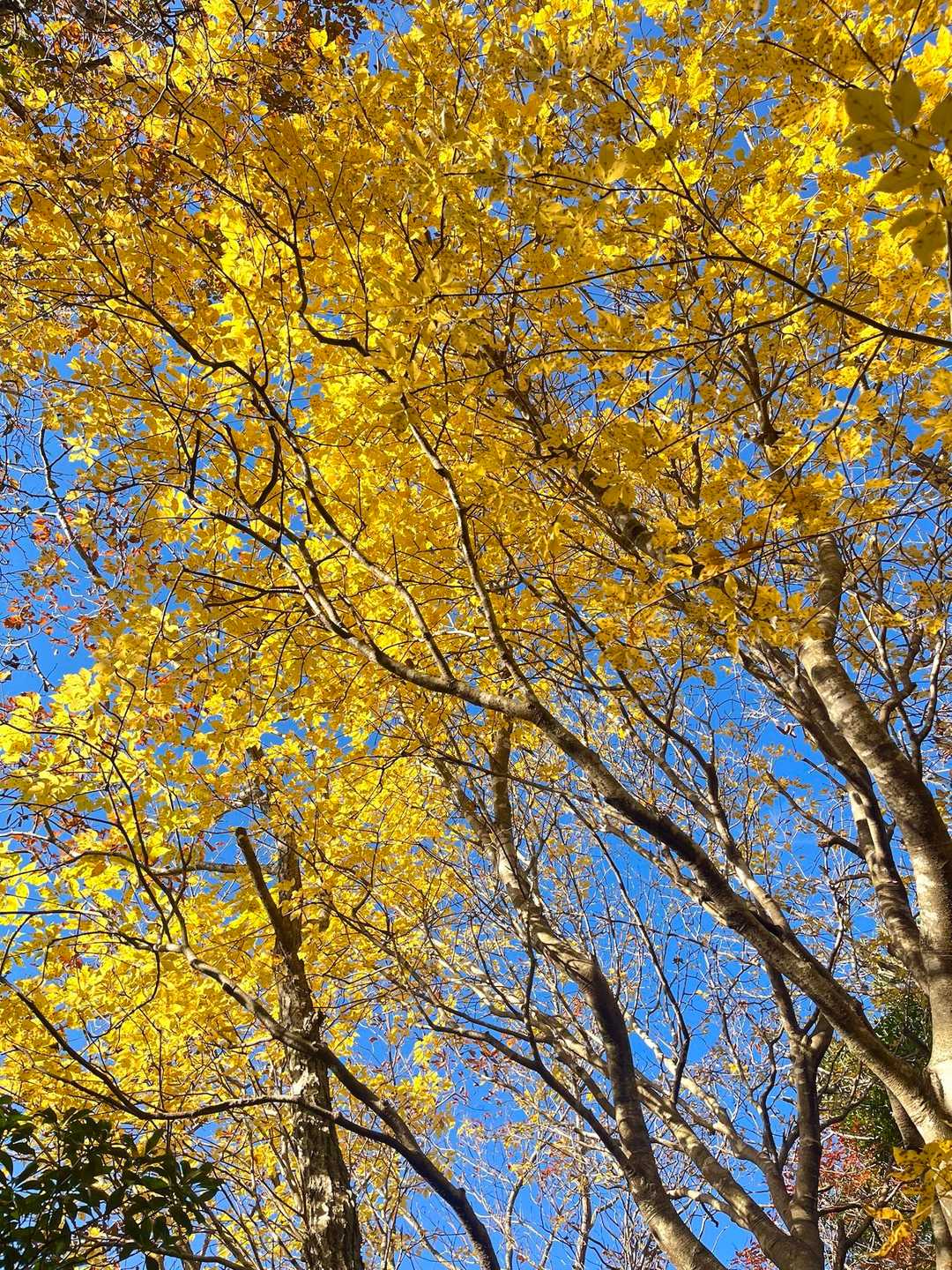 青空に紅葉😍