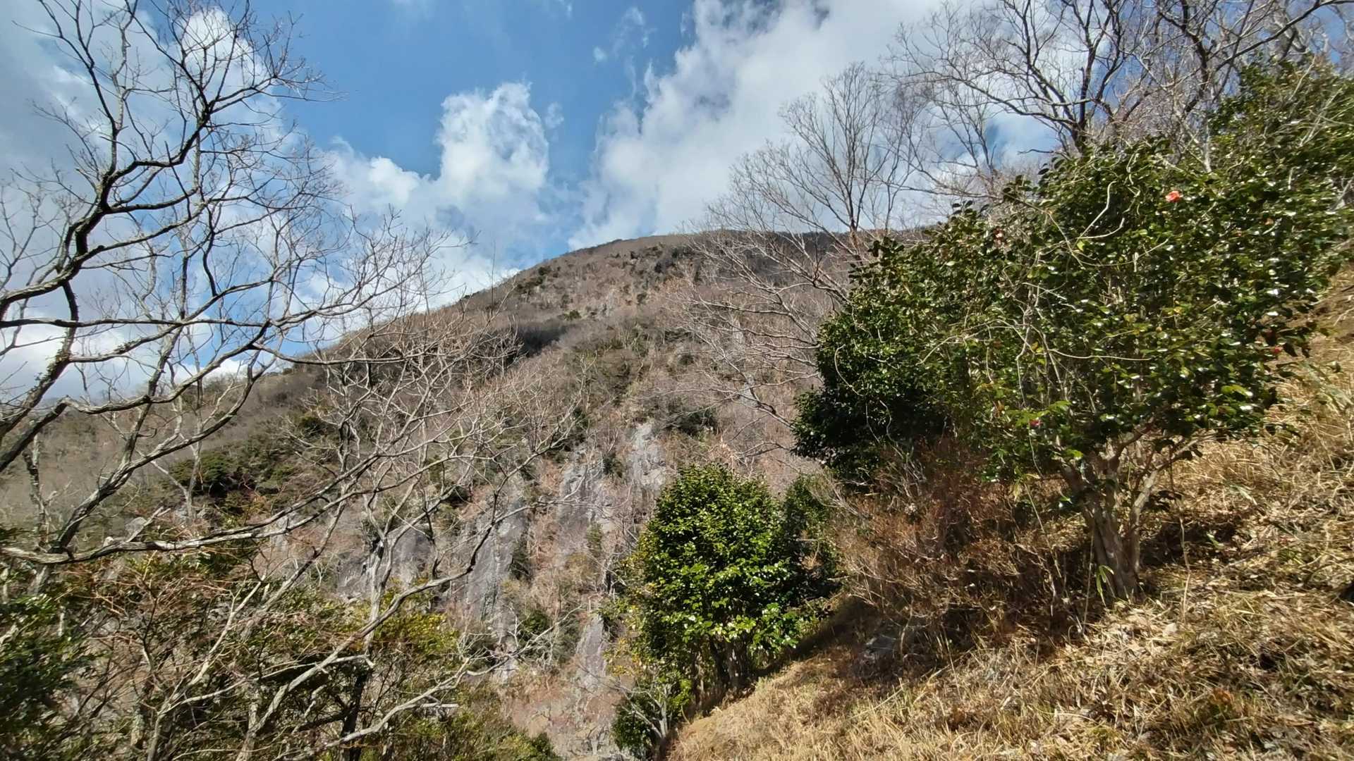 梅林の端より見上げる幕山、なるほど確かに幕っぽい？