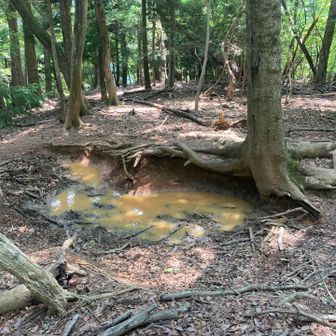 山頂のすぐ近くに沼田場を発見！！
獣の気配しか感じないから、ですよねーって感じ(￣▽￣;)