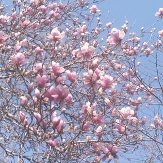 モクレンが良い具合