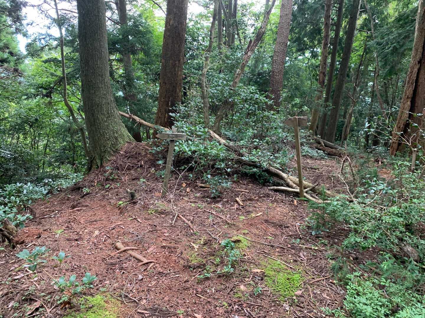 急坂を下る途中、登山道と反対側を向いている看板があります。多分、直進する道がありそうですが、何処へ行くんだろ❓