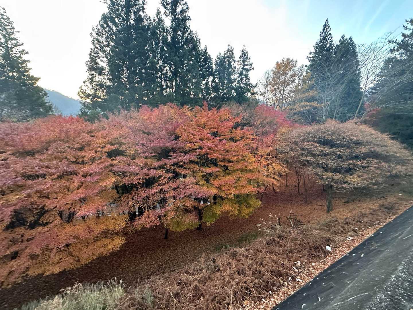 紅葉🍁が綺麗です⤴︎