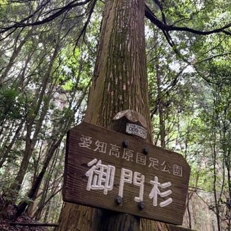 杉🌲