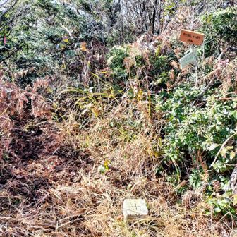 物見ヶ岳登頂🙌
藪に囲まれ眺望なし