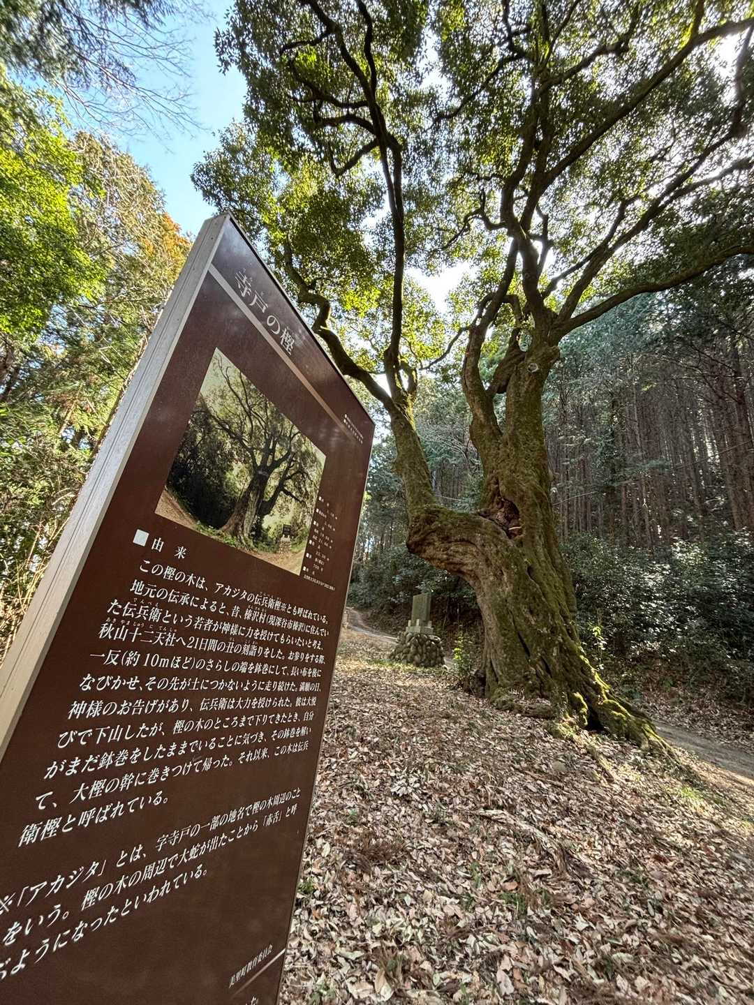 寺戸の樫（樹齢700年）
