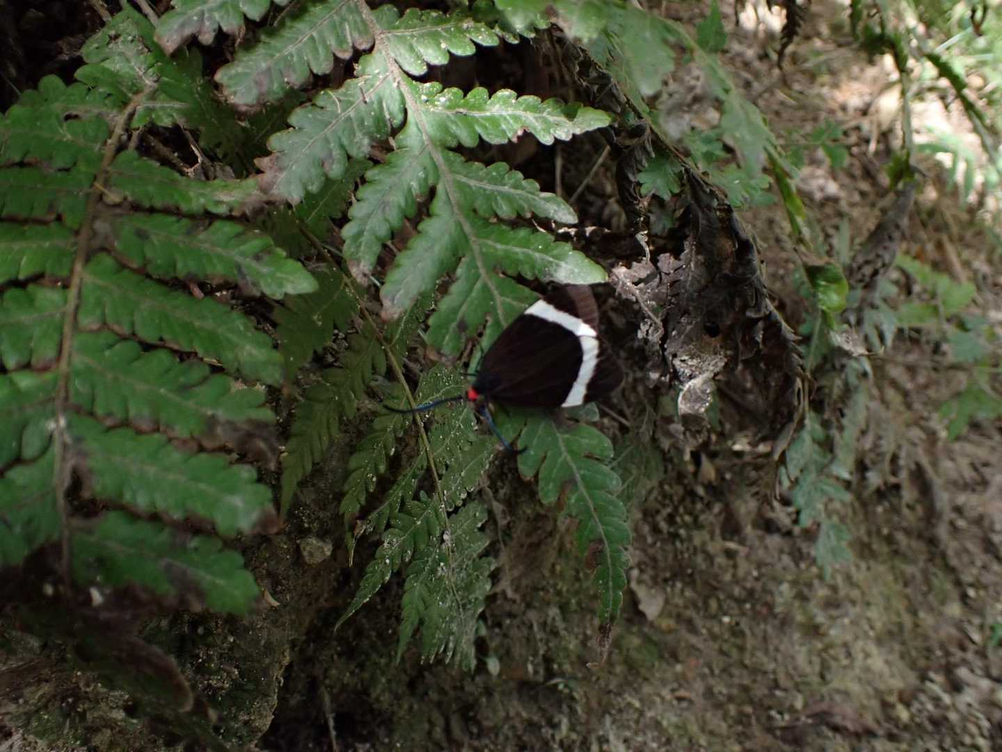 鳶塚-二上山-ながめ坂 周回コースの写真