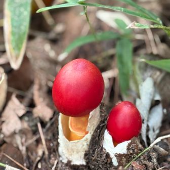 タマゴダケ🥚🍄