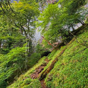 
まぁ、ミストみたいな雨やけど
地面はしっかり濡れてるしなぁ
怪我させたらアカンし やめて引き返すコトも考える

けど❣️
雨に濡れた緑が めちゃめちゃ綺麗✨🍃
