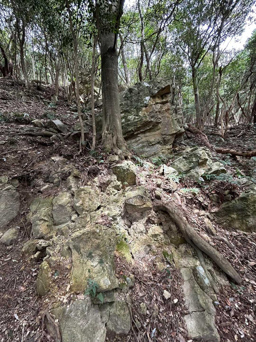 高尾山 往復コースの写真
