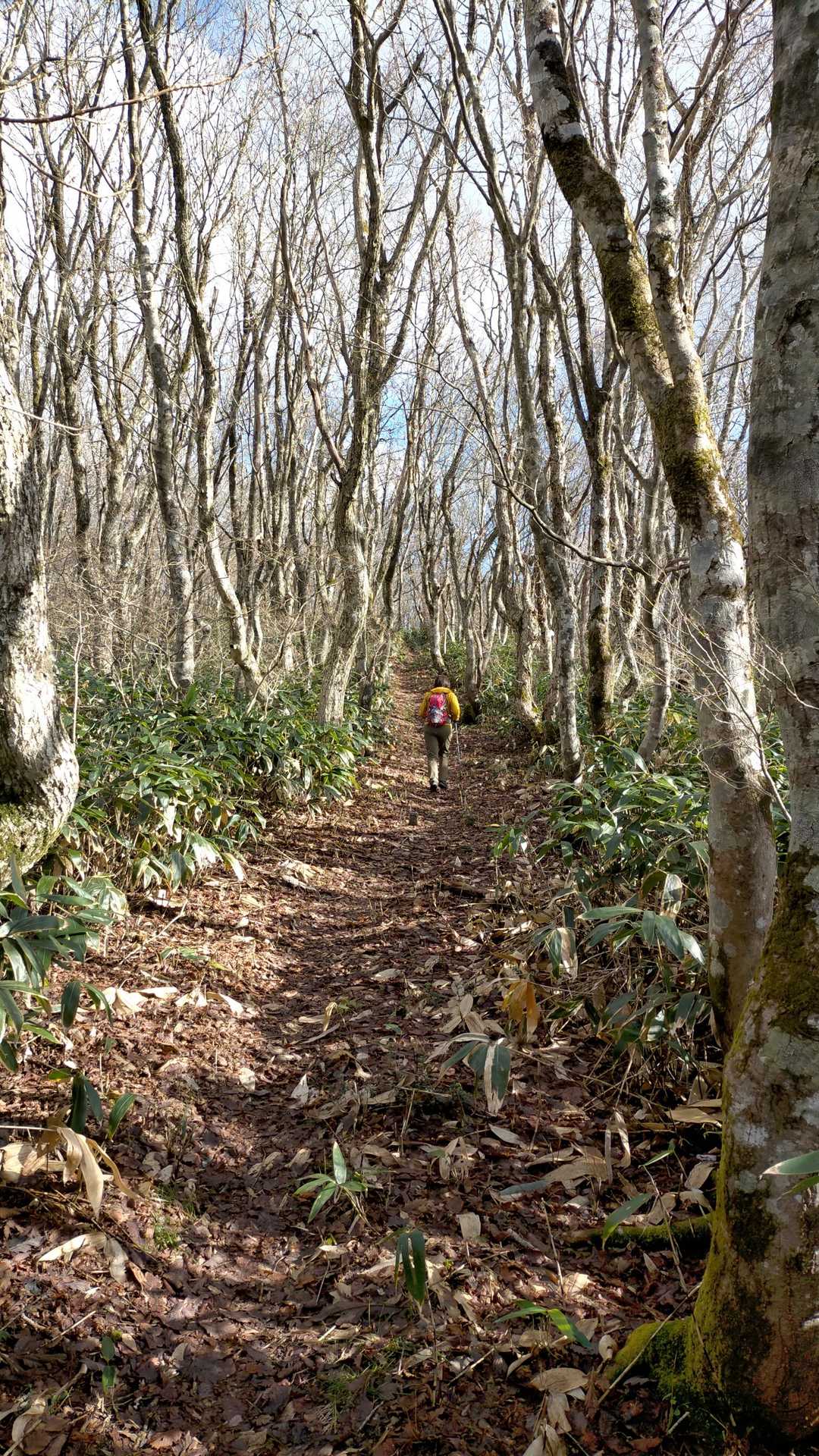 夏焼峠-砥石郷山 往復コースの写真
