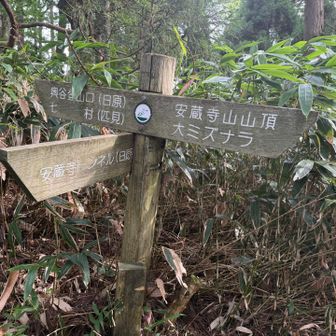 尾根まで上って来ました‼️(^.^)
➡️安蔵寺山山頂を目指して尾根筋の登山道を歩きます🚶💨
ここら辺から涼しい風が吹いています♪^ ^