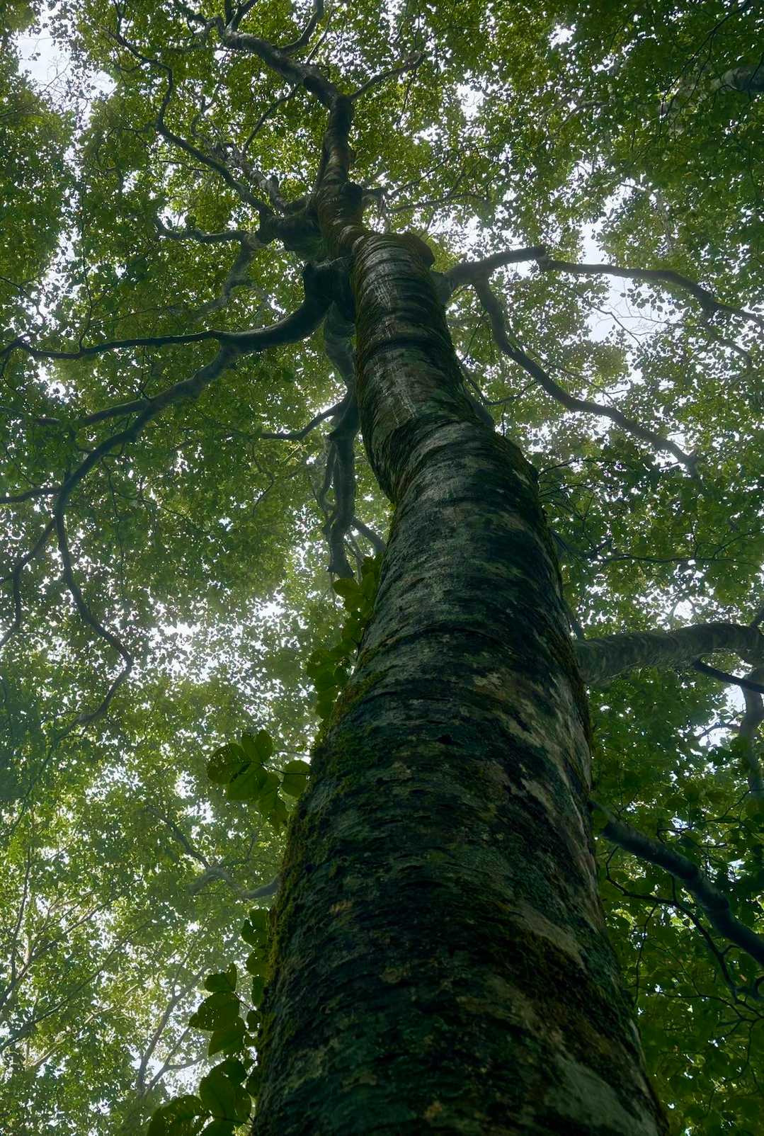 雨に濡れ
黒光りする樹木✨